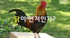 11) 닭이 먼저인가 알이 먼저인가 ( 전도영상 )